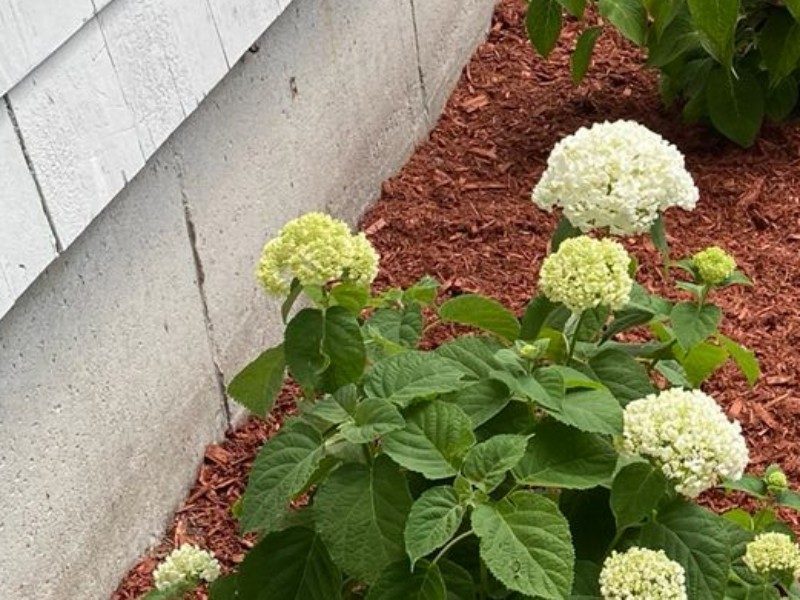 Fresh Mulch Installation · Burlington