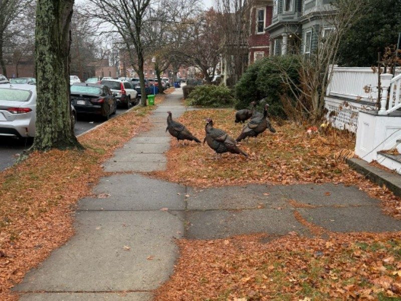 Sidewalk edging & deep leaf removal — before
