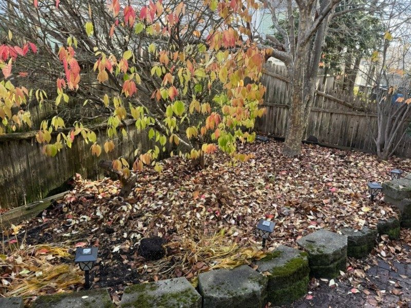 Weed removal & stone wall garden restoration — before