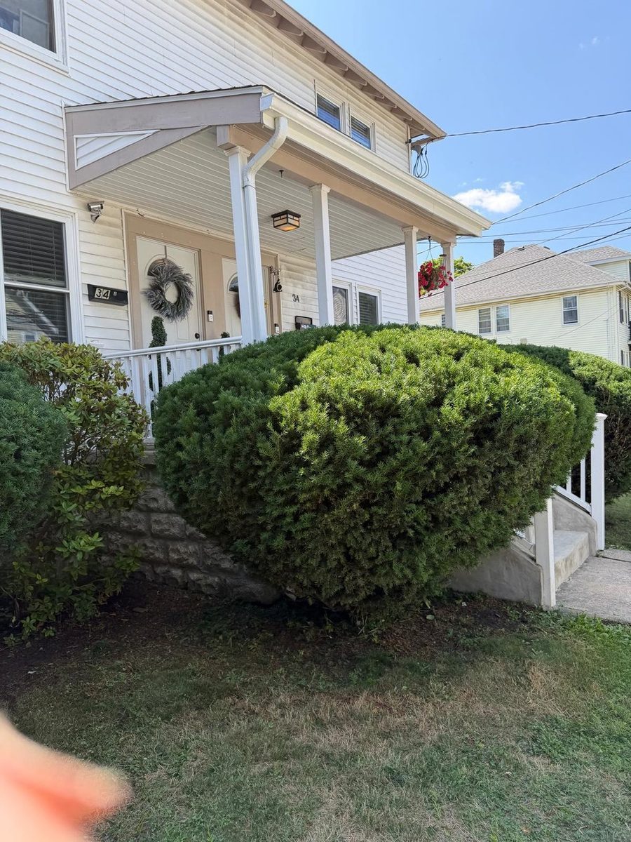 Precision evergreen hedge shaping & entry cleanup — after